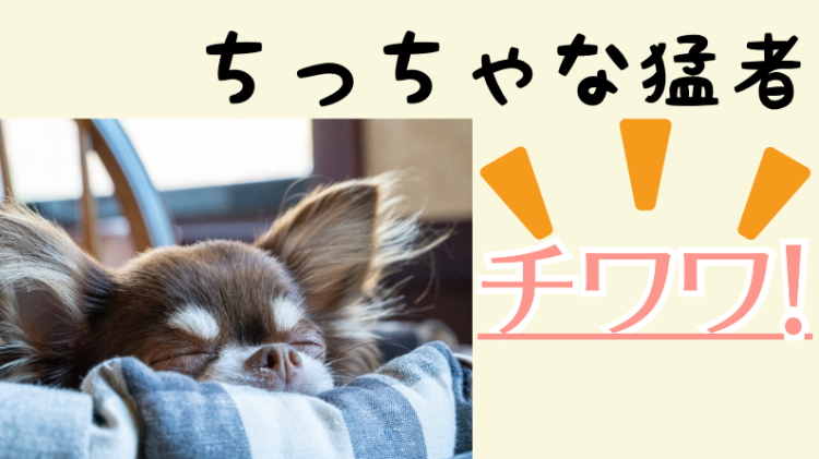 小型犬と言えばチワワ！